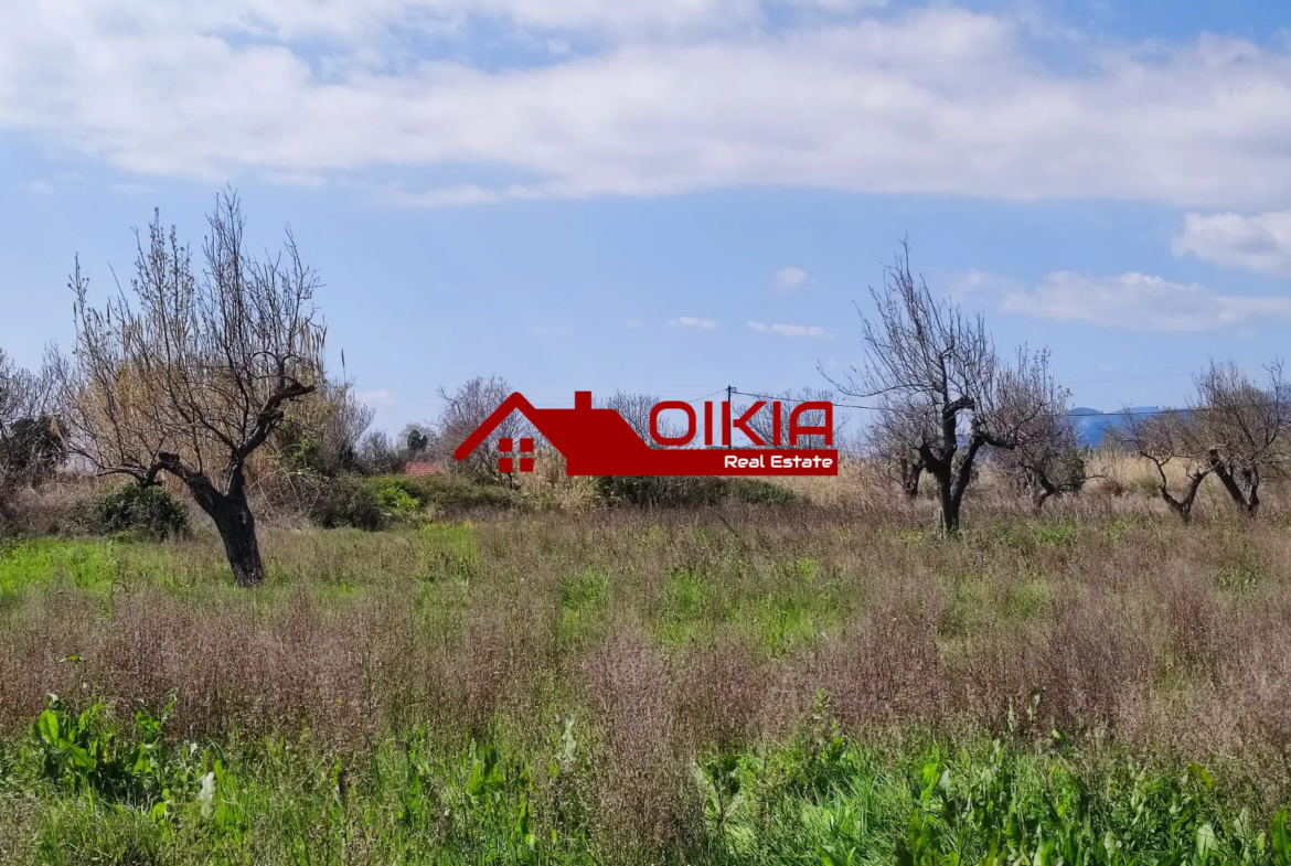 ΑΓΡΟΤΕΜΑΧΙΟ ΚΟΡΩΠΙ ΠΗΛΙΟΥ